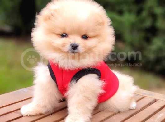 Teddy Face Pomeranian Boo Yavrularımız görsel