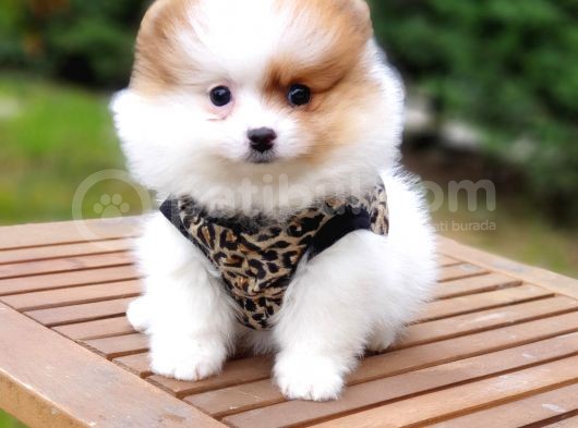 Teddy Face Pomeranian Boo Yavrularımız görsel