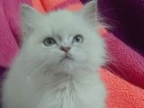 Orjinal Britişh Longhair Blue Point