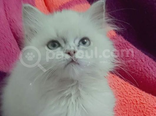 Orjinal Britişh Longhair Blue Point görsel