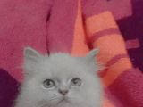 Orjinal Britişh Longhair Blue Point