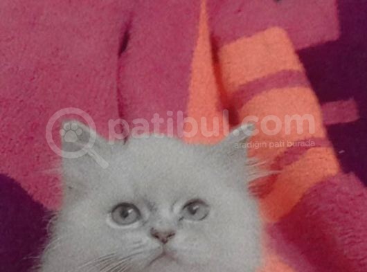 Orjinal Britişh Longhair Blue Point
