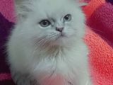 Orjinal Britişh Longhair Blue Point