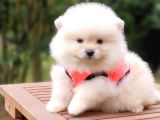 Teddy Face Pomeranian Boo Yavrularımız