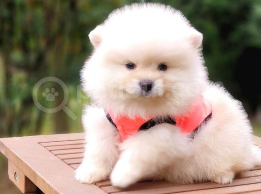 Teddy Face Pomeranian Boo Yavrularımız görsel