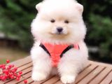Teddy Face Pomeranian Boo Yavrularımız