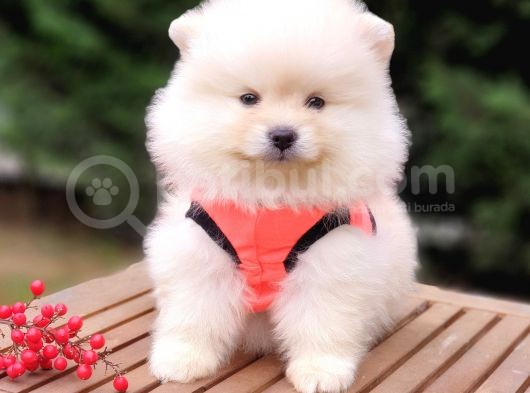 Teddy Face Pomeranian Boo Yavrularımız görsel