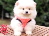 Teddy Face Pomeranian Boo Yavrularımız