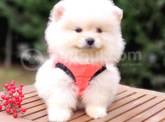 Teddy Face Pomeranian Boo Yavrularımız