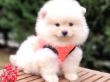Teddy Face Pomeranian Boo Yavrularımız