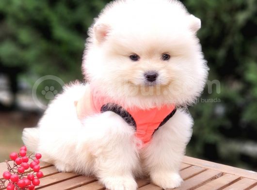 Teddy Face Pomeranian Boo Yavrularımız görsel