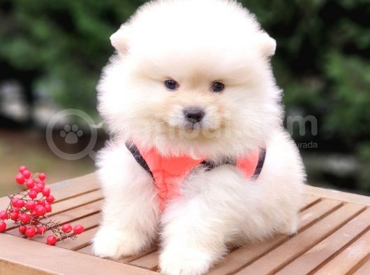 Teddy Face Pomeranian Boo Yavrularımız görsel