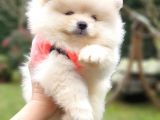 Teddy Face Pomeranian Boo Yavrularımız