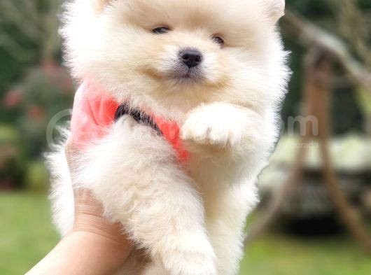 Teddy Face Pomeranian Boo Yavrularımız görsel