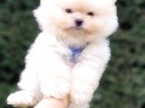 Teddy Face Pomeranian Boo Safkan Yavrularımız