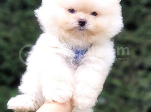 Teddy Face Pomeranian Boo Safkan Yavrularımız görsel