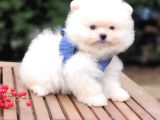 Teddy Face Pomeranian Boo Safkan Yavrularımız