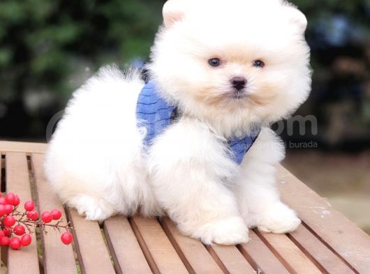 Teddy Face Pomeranian Boo Safkan Yavrularımız görsel