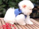 Teddy Face Pomeranian Boo Safkan Yavrularımız
