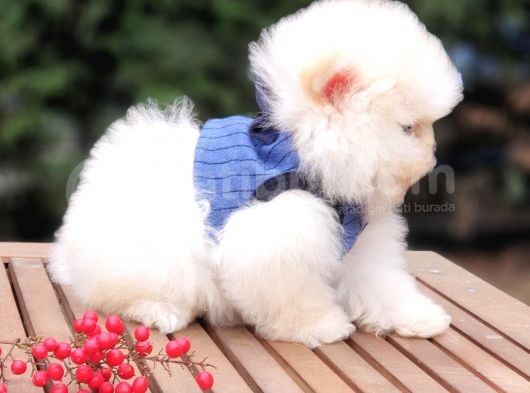 Teddy Face Pomeranian Boo Safkan Yavrularımız görsel