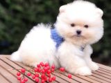 Teddy Face Pomeranian Boo Safkan Yavrularımız