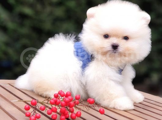 Teddy Face Pomeranian Boo Safkan Yavrularımız görsel