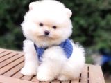 Teddy Face Pomeranian Boo Safkan Yavrularımız