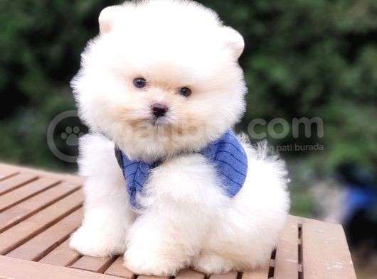 Teddy Face Pomeranian Boo Safkan Yavrularımız görsel