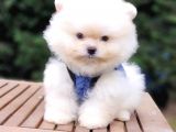 Teddy Face Pomeranian Boo Safkan Yavrularımız