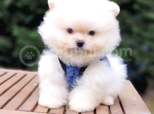 Teddy Face Pomeranian Boo Safkan Yavrularımız görsel