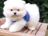 Teddy Face Pomeranian Boo Safkan Yavrularımız