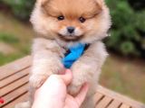 Satılık Pomeranian Boo Teddy Bear Yavrular