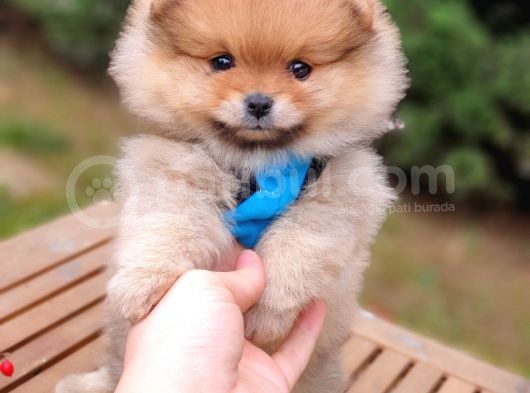 Satılık Pomeranian Boo Teddy Bear Yavrular görsel