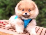 Satılık Pomeranian Boo Teddy Bear Yavrular