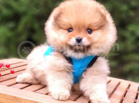 Satılık Pomeranian Boo Teddy Bear Yavrular görsel