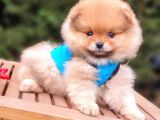Satılık Pomeranian Boo Teddy Bear Yavrular