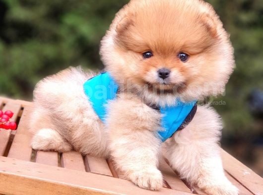 Satılık Pomeranian Boo Teddy Bear Yavrular görsel