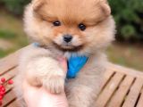 Satılık Pomeranian Boo Teddy Bear Yavrular