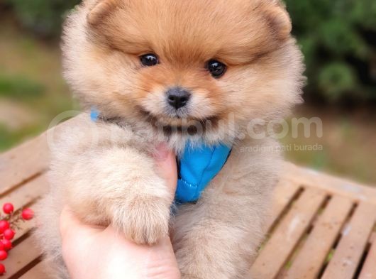 Satılık Pomeranian Boo Teddy Bear Yavrular