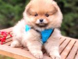 Satılık Pomeranian Boo Teddy Bear Yavrular