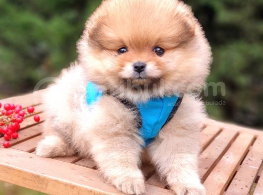 Satılık Pomeranian Boo Teddy Bear Yavrular görsel
