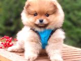 Satılık Pomeranian Boo Teddy Bear Yavrular