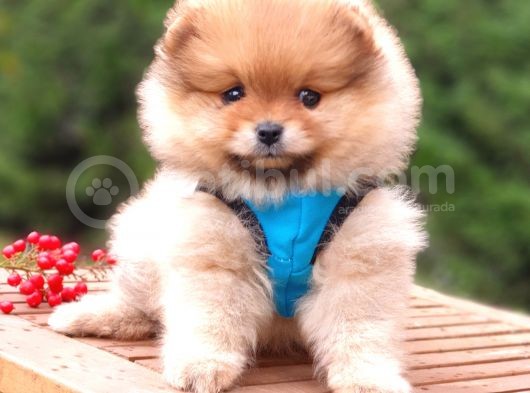 Satılık Pomeranian Boo Teddy Bear Yavrular görsel