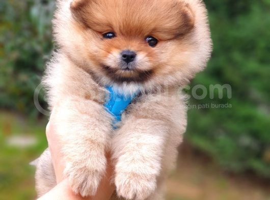 Satılık Pomeranian Boo Teddy Bear Yavrular görsel