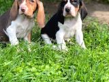 Show Kalite Basset Hound Yavrular