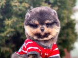 Safkan Pomeranian Boo Yavrularımız