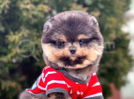 Safkan Pomeranian Boo Yavrularımız görsel