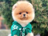 Safkan Pomeranian Boo Yavrularımız