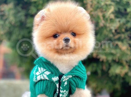 Safkan Pomeranian Boo Yavrularımız