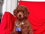 Safkan Toy Poodle Yavrularımız